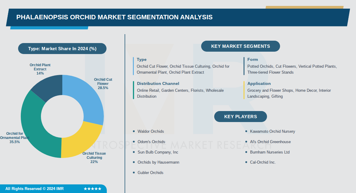 Phalaenopsis Orchid Market