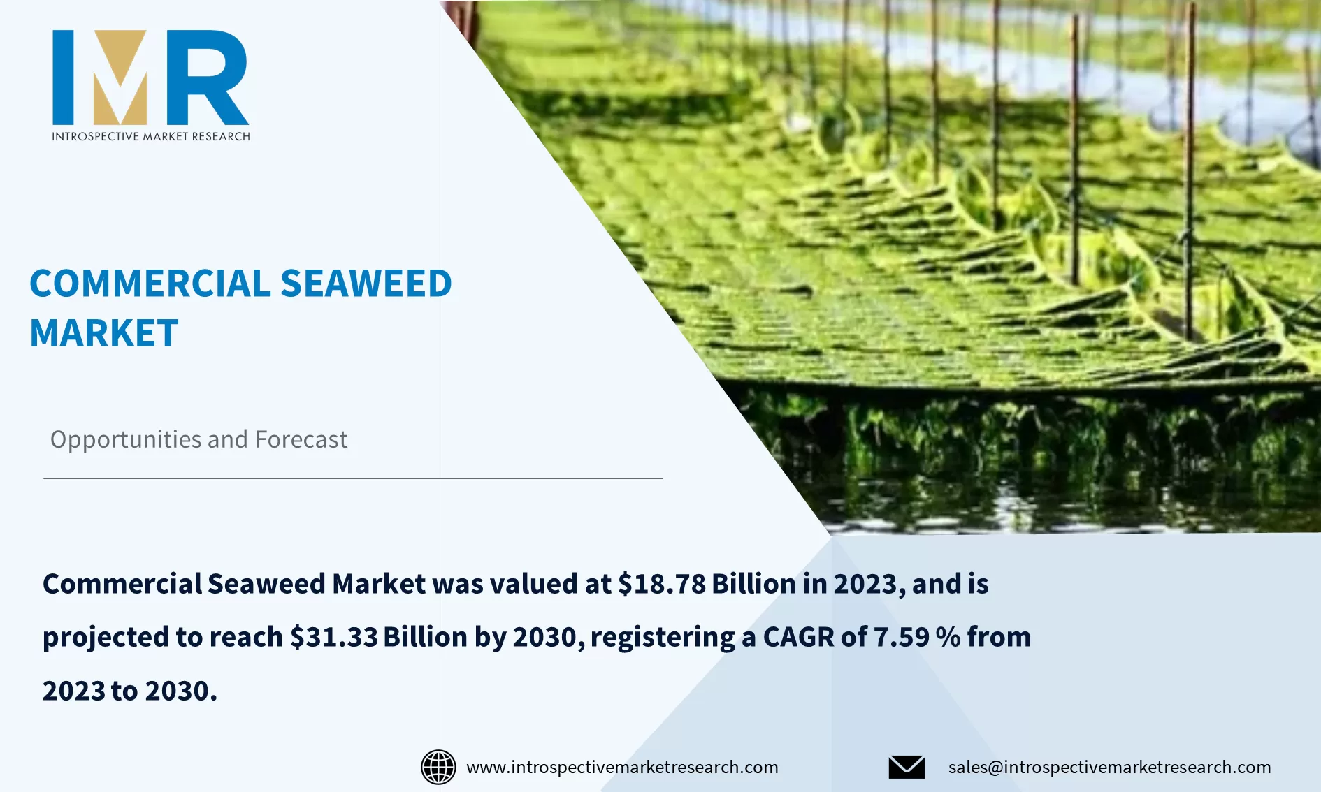 Commercial Seaweed Market To Reach USD 31.33 Billion by Year 2030